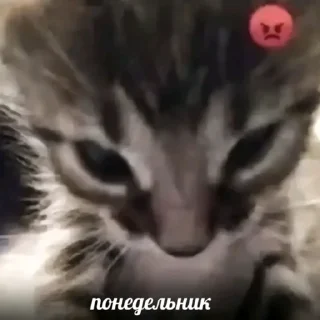 Sticker Пельменоиды @gimido - 2