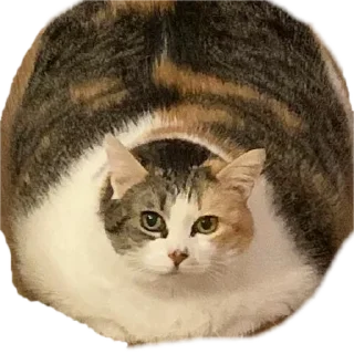 Стикер @amapsychologist - 11