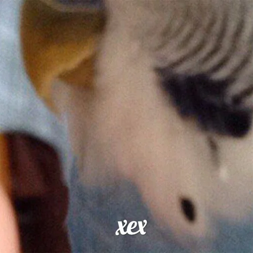 Стикер pepiki by @capboy - 11