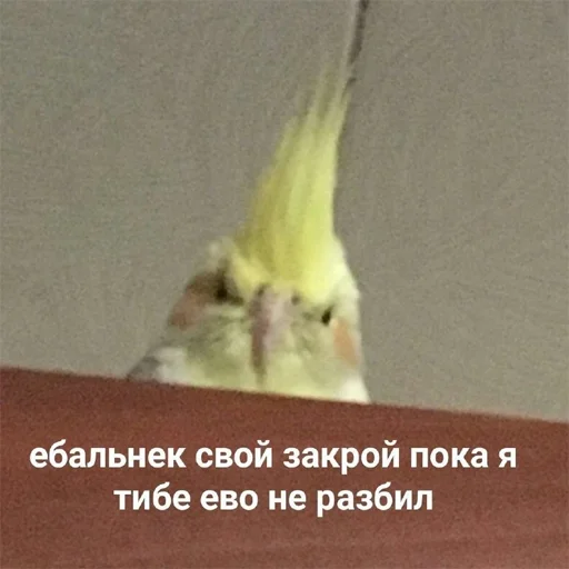 Стикер pepiki by @capboy - 10