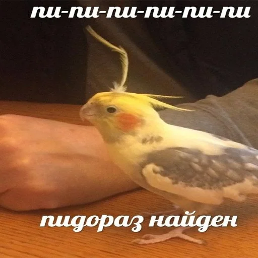 Стикер pepiki by @capboy - 9