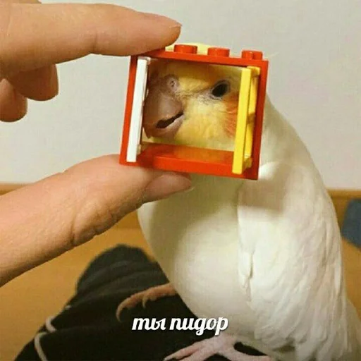 Стикер pepiki by @capboy - 6