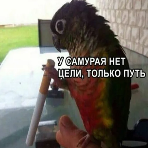 Стикер pepiki by @capboy - 5