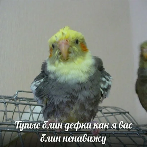 Стикер pepiki by @capboy - 4