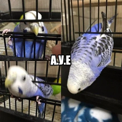 Стикер pepiki by @capboy - 2