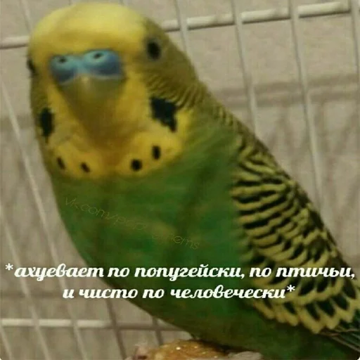 Стикер pepiki by @capboy - 1