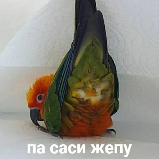 Стикер pepiki by @capboy - 0