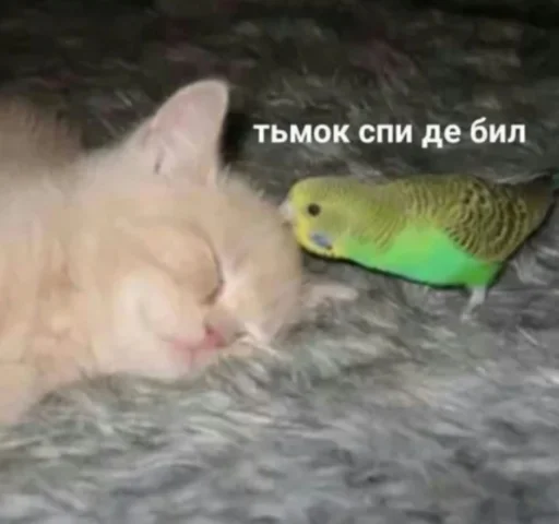 animal parrot indoor