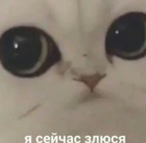 cat animal small to medium-sized cats