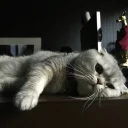 Sticker cat,iamkittycat - 5