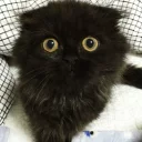 Sticker cat,iamkittycat - 7