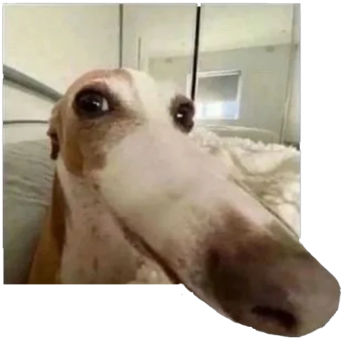 perfect cursed pack - 