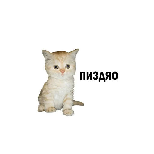 Sticker perfectcursedpack - 1