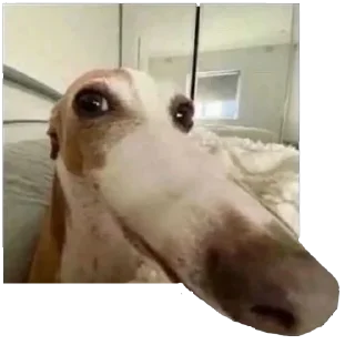 Sticker perfect cursed pack - 10