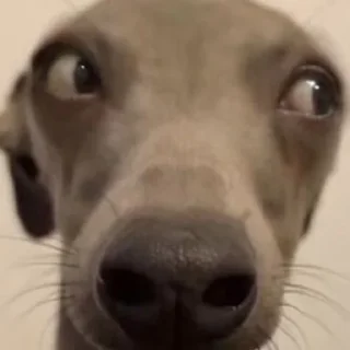 Sticker perfect cursed pack - 8