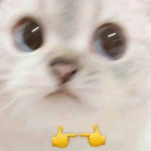 Sticker ПерсичеГ :: @fStikBot - 2