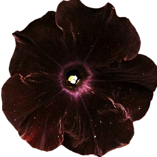 Sticker personalwitches2012 - 1