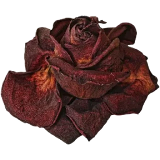 Стикер Personal Witches @personalwitches - 2