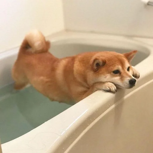animal indoor bathtub