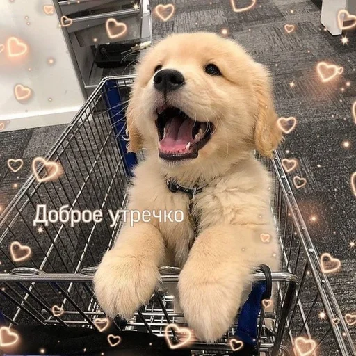 порода собак домашнее животное собака