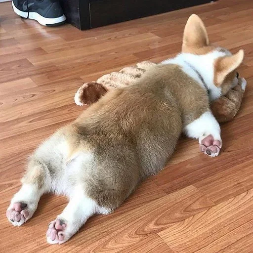 домашнее животное млекопитающее животное