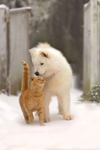 млекопитающее животное на открытом воздухе