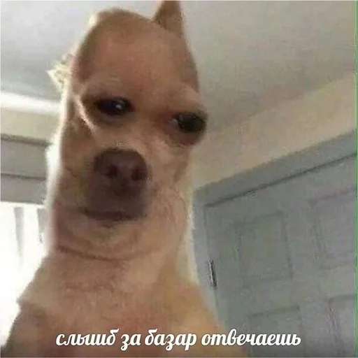 млекопитающее животное собака