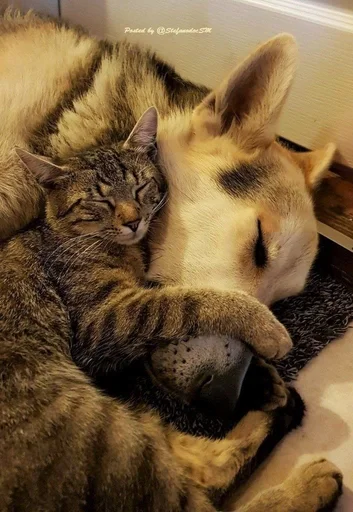 animal indoor mammal