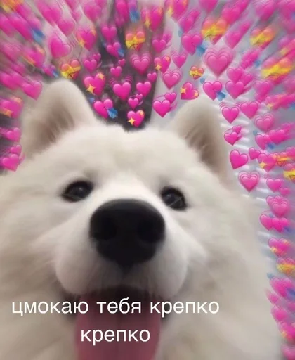 животное млекопитающее собака