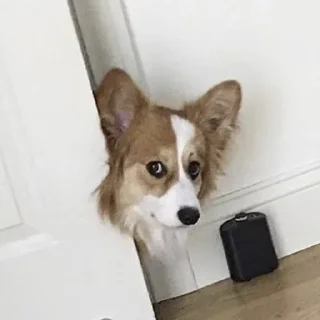 Sticker Пёськи - 8