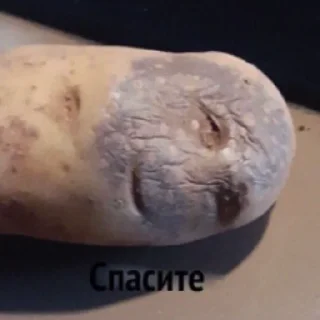 Стикер петрушке - 2