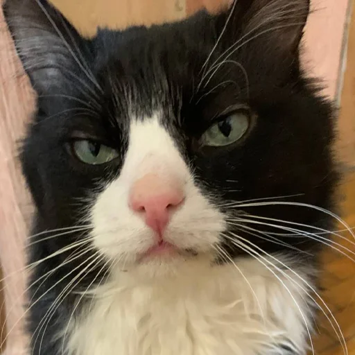 Стикер petunec - 1