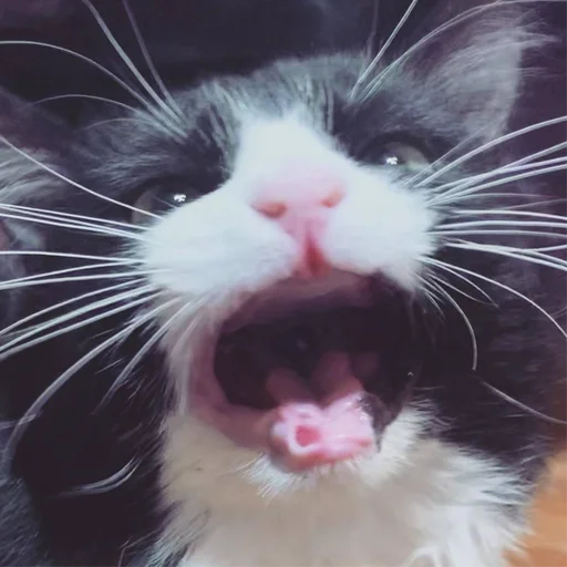 Стикер petunec - 1