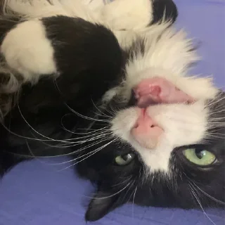 Sticker Петюня Ольгович 2.0 - 9