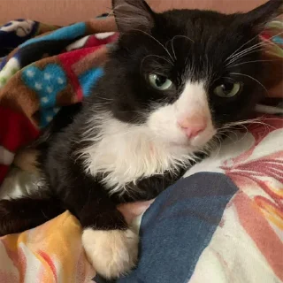 Sticker Петюня Ольгович 2.0 - 8