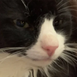 Sticker Петюня Ольгович 2.0 - 1