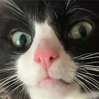 Sticker Петюня Ольгович 2.0 - 0