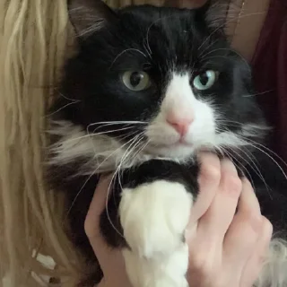 Sticker Петюня Ольгович 2.0 - 11