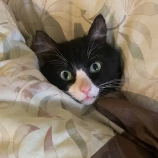 Sticker Петюня Ольгович 2.0 - 3