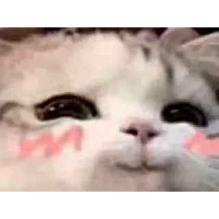 Стикер PewPew • @TgStickery - 0