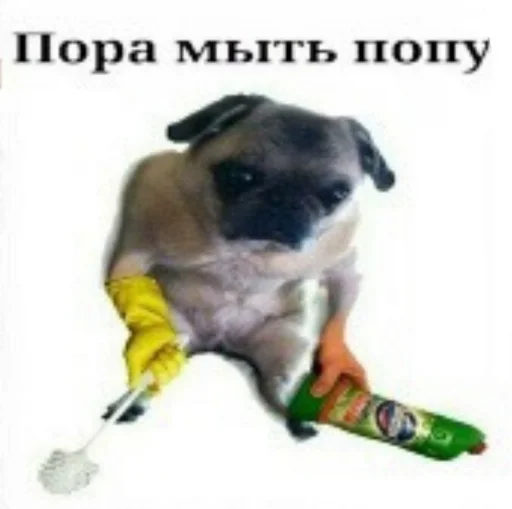 млекопитающее животное домашнее животное