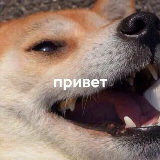 млекопитающее животное порода собак