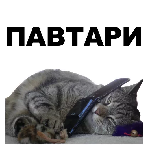 small to medium-sized cats mammal cat