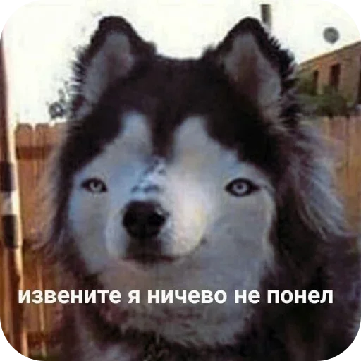 Стикер phMqIhH_by_achestickbot - 1