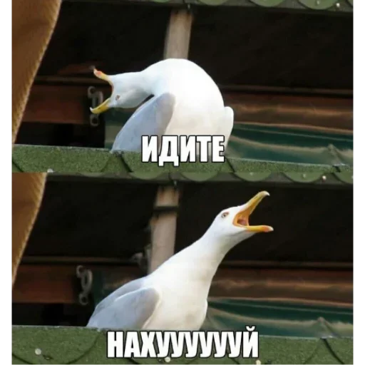 Стикер попытканомерхзснормстикерами by @fStikBot - 11