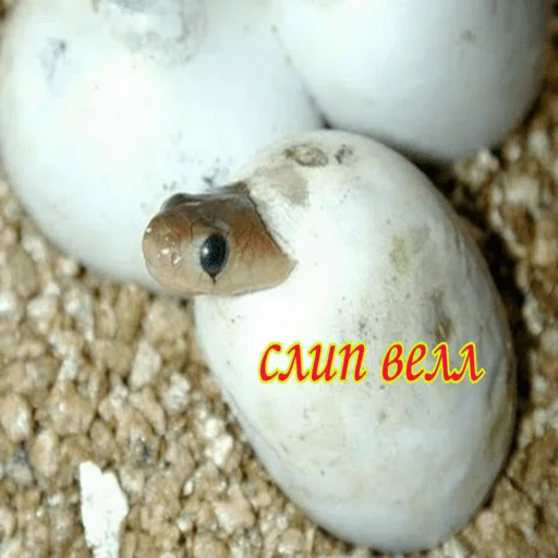 Sticker аригато - 1