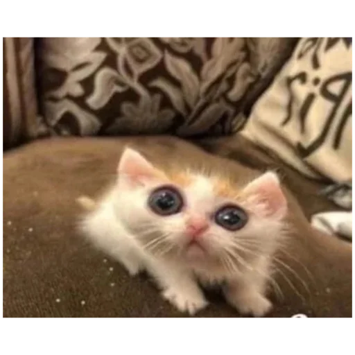 Sticker piapsoso - 1