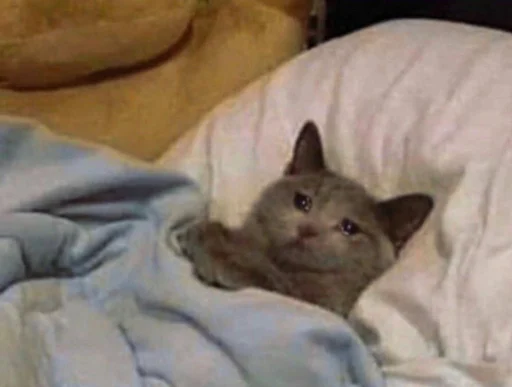 animal mammal domestic cat