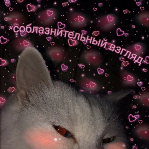 animal mammal small to medium-sized cats