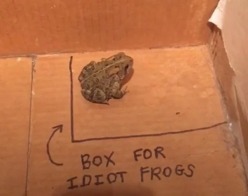 text frog animal